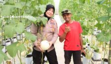 PROFIL: Khalik (kanan), petani milenial asal Kecamatan Manding sukses budidaya melon dengan metode Machida ala Jepang (dok: istimewa/Redaksi Rekam Satu)