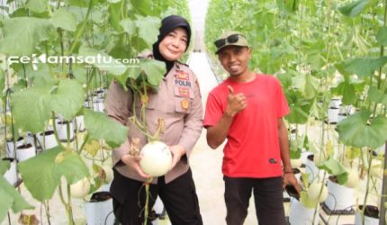 PROFIL: Khalik (kanan), petani milenial asal Kecamatan Manding sukses budidaya melon dengan metode Machida ala Jepang (dok: istimewa/Redaksi Rekam Satu)