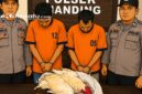 ILUSTRASI: Dua terduga pelaku pencurian ayam diamankan polisi (dok: Redaksi Rekam Satu)